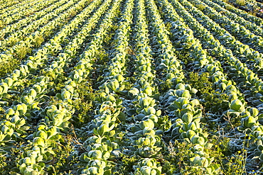 Front on cabbage being grown on the Lancashire Fylde coast near Southport, Lancashire, England, United Kingdom, Europe