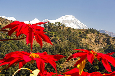 Poinsettia trees flowering in the Himalayas near Pokhara, with Annapurna South in the background, Nepal, Asia