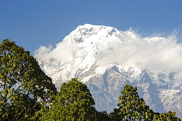 Annapurna south in the Annapurna Himalayas with a rhododendron forest in the foreground, Nepal, Asia