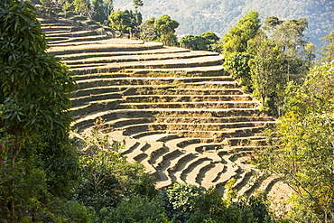 Subsistence farming in the Annapurna Himalayas in Nepal, Asia