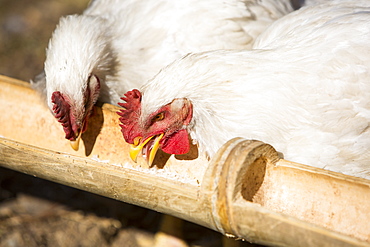 Chickens pecking at food in a traditional bamboo trough outside a house in the Annapurna Himalayas, Nepal, Asia