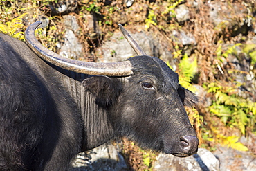 An Ox on a traditional Nepalese farm in the Annapurna Himalayas, Nepal, Asia