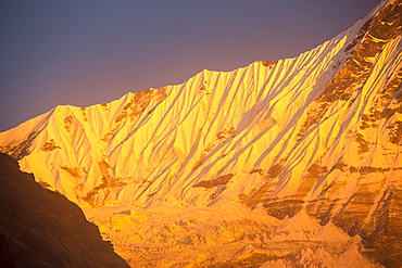 Alpenglow at sunset on Machapuchare, Annapurna Sanctuary, Nepalese Himalayas, Nepal, Asia