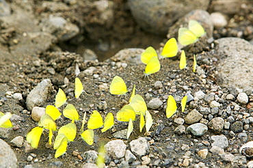 Yellow butterflies drinking mineral salts from urine on Fiji, Pacific