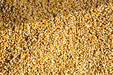 Rice drying in the Annapurna Himalayas in Nepal, Asia