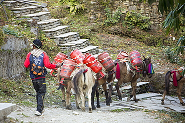 A mule train transporting loads of gas cylinders close to Machapuchare (Fish Tail Peak) in the Annapurna Himalayas, Nepal, Asia