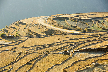 Subsistence farming in the Annapurna Himalayas in Nepal, Asia