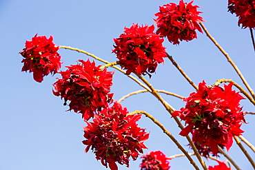 Poinsettia trees flowering in the Himalayas near Pokhara, Nepal, Asia