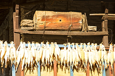 Maize drying for winter food and the traditional log bee hive of a subsistence farmer in the Annapurna Himalayas, Nepal, Asia