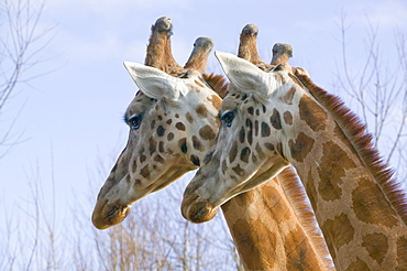 A pair of giraffes in a zoo, Cumbria, England, United Kingdom, Europe