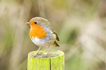 A European robin, United Kingdom, Europe