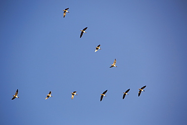 Pink footed geese (Anser brachyrhynchus) flying in V formation over the Fylde, Lancashire, England, United Kingdom, Europe