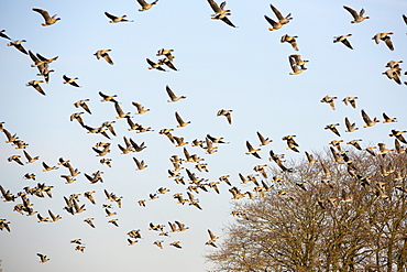 Pink footed geese (Anser brachyrhynchus) taking off from farmland on the Fylde, Lancashire, England, United Kingdom, Europe