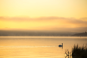 A mute swan on Lake Windermere at Waterhead at sunrise, with will o wisp mist, Ambleside, Lake District National Park, Cumbria, England, United Kingdom, Europe