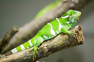 A Fiji banded iguana, Fiji, Pacific