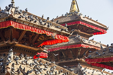 Pigeons in Kathmandu's Durbar Square, UNESCO World Heritage Site, Kathmandu, Nepal, Asia