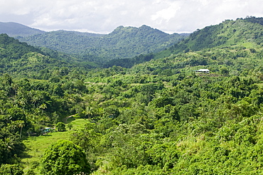 Tropical rainforest on Fiji, Pacific