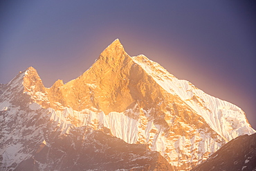 Alpenglow at sunset on Machapuchare, Annapurna Sanctuary, Nepalese Himalayas, Nepal, Asia