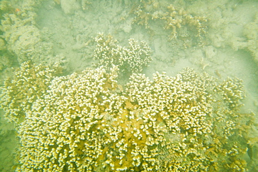 Coral off Fiji killed by global warming induced coral bleaching, Fiji, Pacific