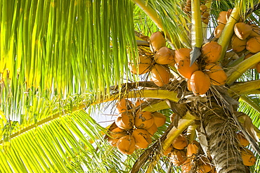 A coconut tree on Fiji, Pacific