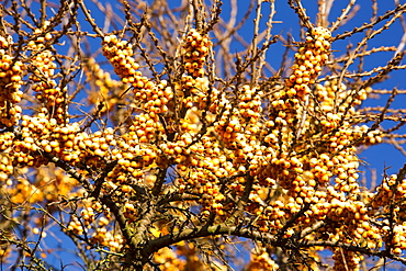 Berries on sea buckthorn (Hippophae rhamnoides) growing on the coast at Barrow in Furness, Cumbria, England, United Kingdom, Europe