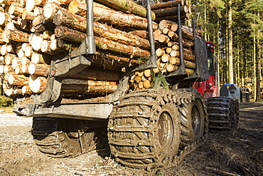 Freshly cut timber in Grizedale forest being hauled to the roadside by an ATV, Lake District, Cumbria, England, United Kingdom, Europe