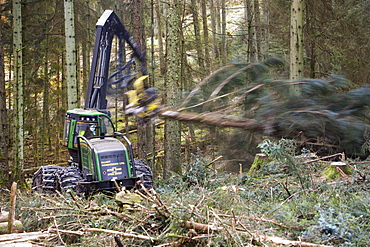 A forwarder, a specialist machine for cutting timber that is destined to be used as biofuel in a biofuel power station, Grizedale Forest, Lake District, Cumbria, England, United Kingdom, Europe