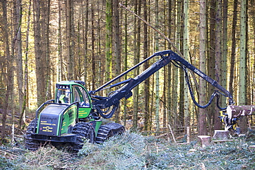 A forwarder, a specialist machine for cutting timber that is destined to be used as biofuel in a biofuel power station, Grizedale Forest, Lake District, Cumbria, England, United Kingdom, Europe