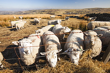 Sheep feeding on hay on Ovenden Moor near Keighley, West Yorkshire, Yorkshire, England, United Kingdom, Europe