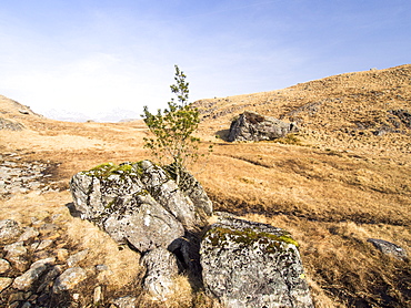 A holly tree growing in a split rock, the only tree in the area, as the rest have been grazed out by sheep, Lake District, Cumbria, England, United Kingdom, Europe