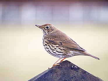 A song thrush (Turdus philomelos) on a fence post, Cumbria, England, United Kingdom, Europe