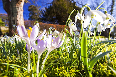 Snowdrops and crocus growing in Brathay church yard near Ambleside, Lake District, Cumbria, England, United Kingdom, Europe