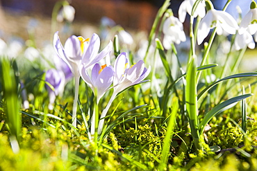 Snowdrops and crocus growing in Brathay church yard near Ambleside, Lake District, Cumbria, England, United Kingdom, Europe