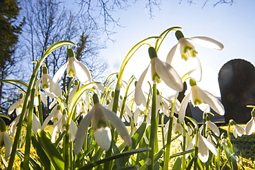 Snowdrops growing in Brathay church yard near Ambleside, Lake District, Cumbria, England, United Kingdom, Europe