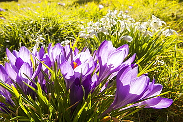 Crocus and snowdrops growing in Gosforth church yard, Cumbria, England, United Kingdom, Europe