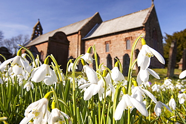 Snowdrops growing in Gosforth church yard, Cumbria, England, United Kingdom, Europe