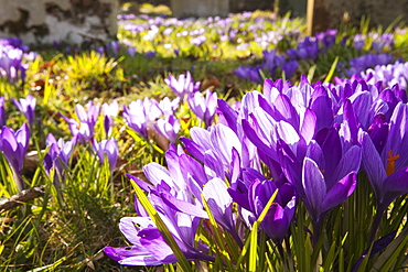 Crocus growing in Gosforth church yard, Cumbria, England, United Kingdom, Europe