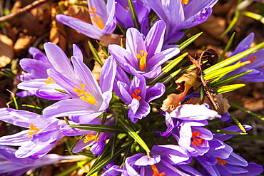 Crocus growing in Gosforth church yard, Cumbria, England, United Kingdom, Europe