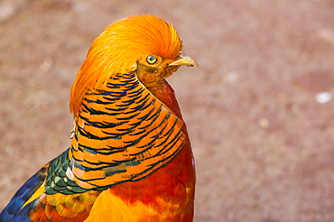 A male golden pheasant