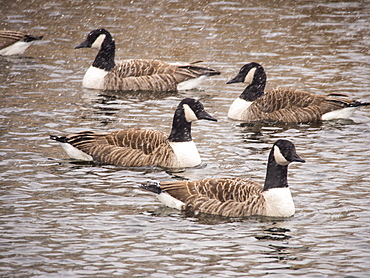 Canada Geese (Branta canadensis) during a snow storm on Windermere, Lake District, Cumbria, England, United Kingdom, Europe