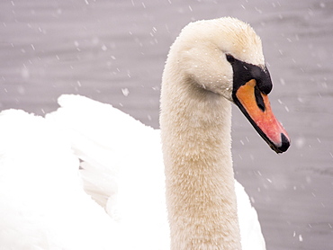 Mute swan (Cygnus olor) in the snow on Lake Windermere, Lake District, Cumbria, England, United Kingdom, Europe