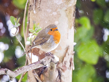 A European robin (Erithacus rubecula) in a garden in Ambleside, Lake District, Cumbria, England, United Kingdom, Europe