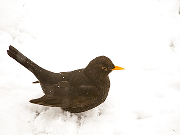 A blackbird (Turdus merula) in the snow in a garden in Ambleside, Lake District, Cumbria, England, United Kingdom, Europe