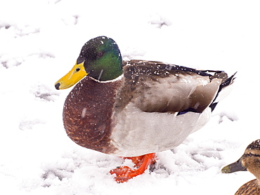 A male Mallard (Anas platyrhynchos) in snow on the shores of Lake Windermere, Ambleside, Lake District, Cumbria, England, United Kingdom, Europe