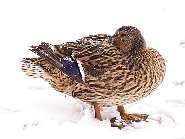 A female Mallard (Anas platyrhynchos) in snow on the shores of Lake Windermere, Ambleside, Lake District, Cumbria, England, United Kingdom, Europe