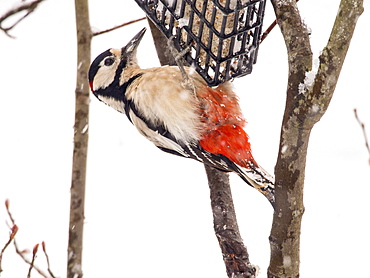 A Great spotted woodpecker (Dendrocopus major) on a bird feeder in a garden in Ambleside, Lake District, Cumbria, England, United Kingdom, Europe