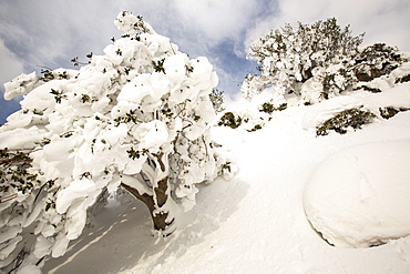 Holly tree covered in snow on the side of Helvellyn, in the extreme weather event of late March 2013, Lake District, Cumbria, England, United Kingdom, Europe