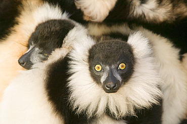 Ruffed lemurs in a cuddle