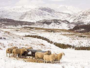 Sheep brave the extreme weather event of late March 2013 near Ambleside in the Lake District, Cumbria, England, United Kingdom, Europe