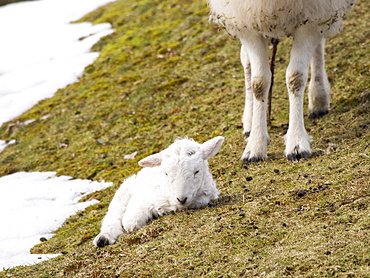 A young lamb born in unseasonal winter conditions in late March 2013 on the Long Mynd, Shropshire, England, United Kingdom, Europe